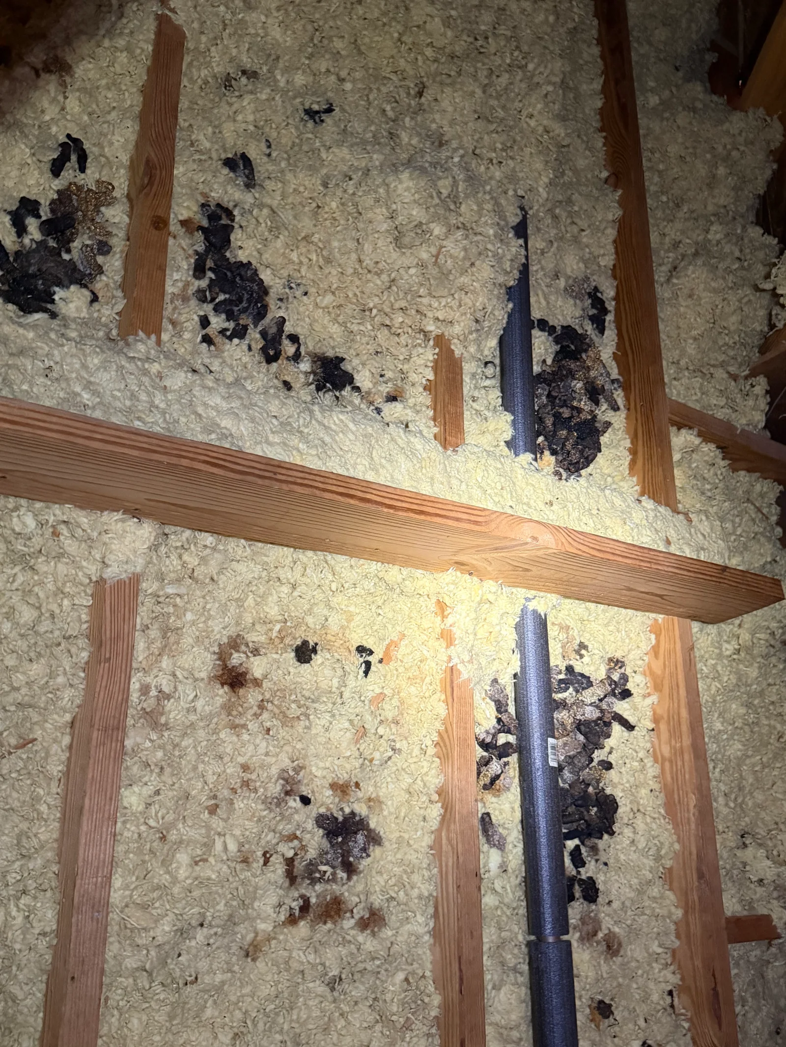 Attic insulation with rodent droppings, wooden framing, and blue exclusion pipe installed