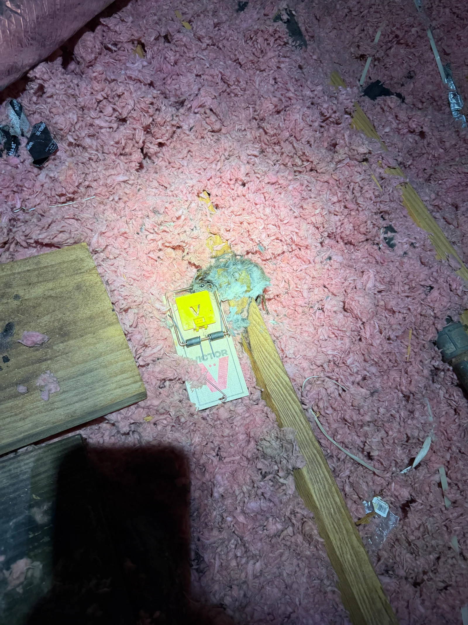 Snap traps set in attic with pink fiberglass insulation and wooden joists