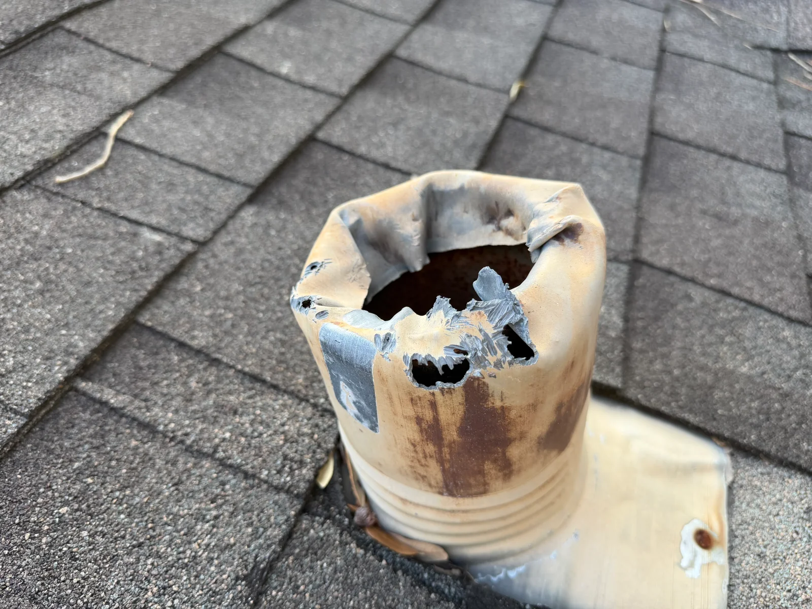 Damaged PVC roof vent cap with gnaw marks and holes from rodent activity on asphalt shingle roof