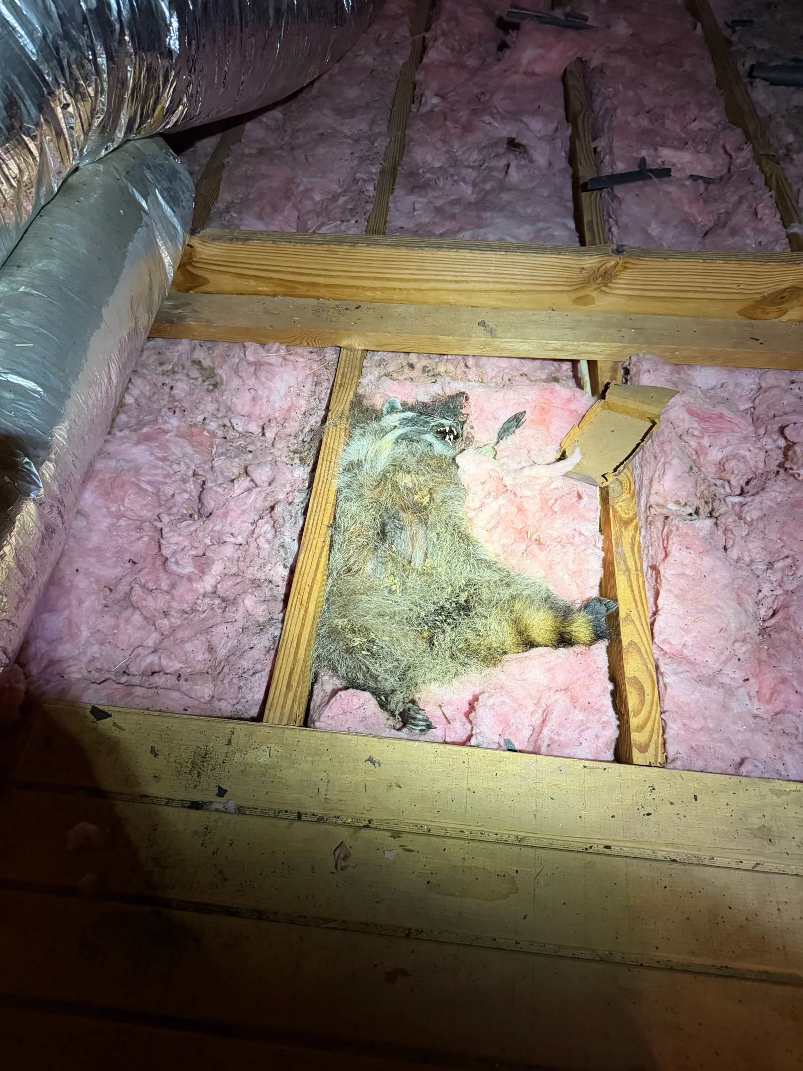 Raccoon in pink fiberglass insulation between wooden attic joists during removal operation