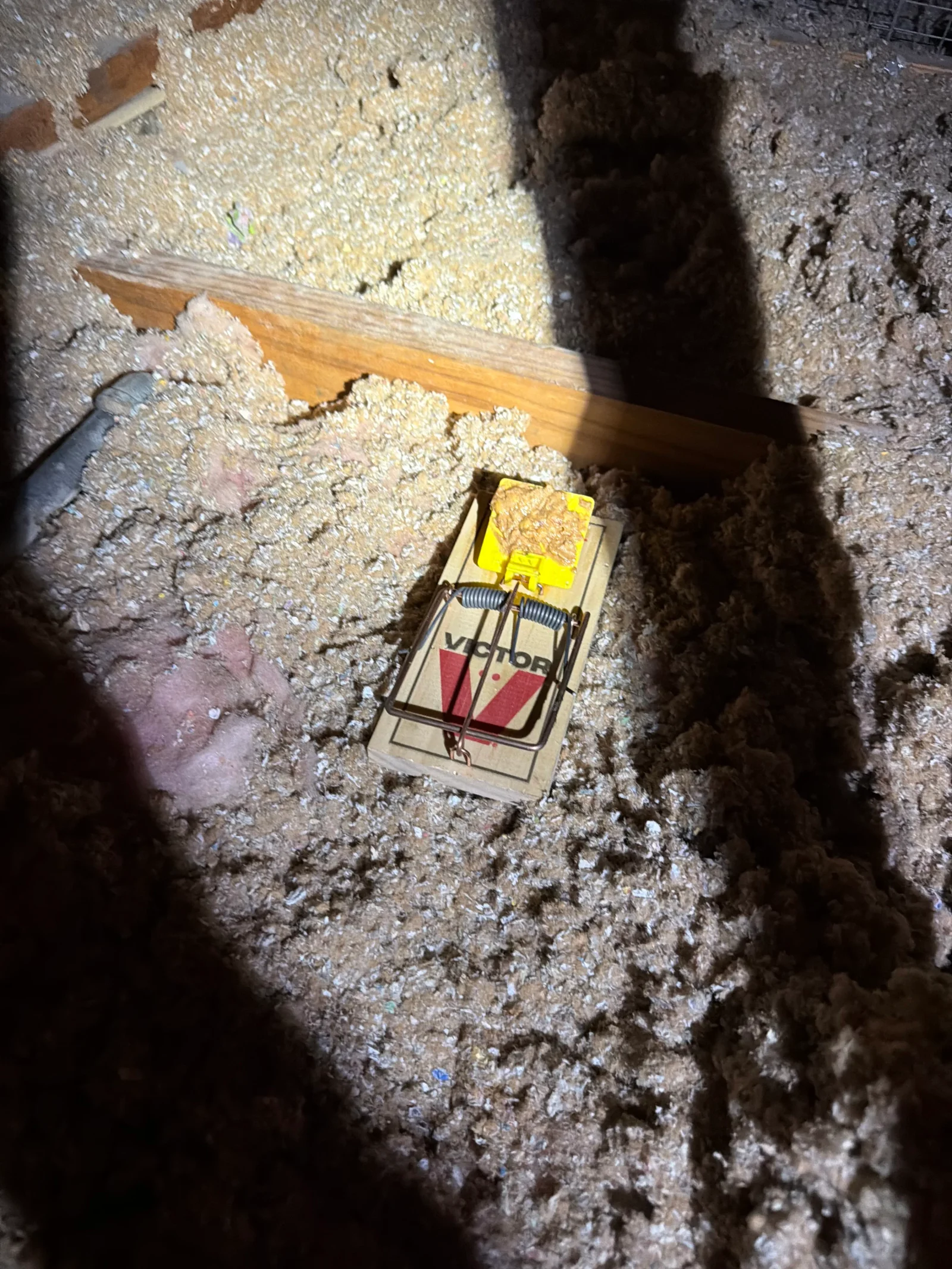 Snap trap with yellow bait station on concrete floor with rodent droppings