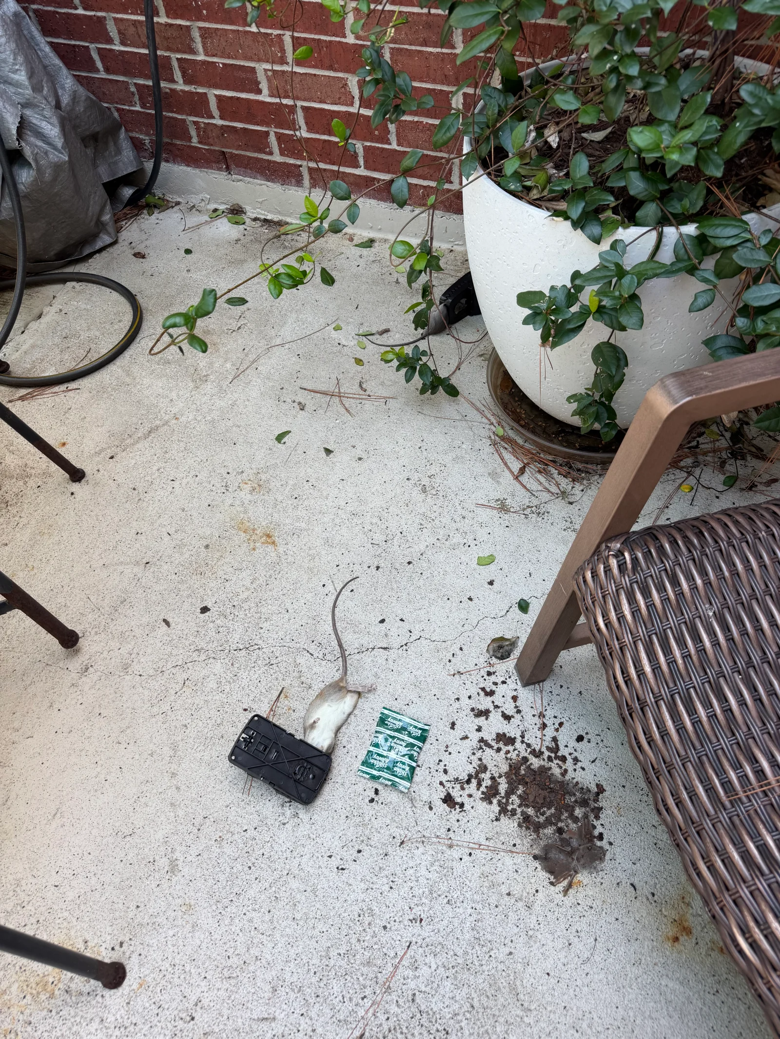 Rodent bait stations and treatment materials on concrete patio with potted plants