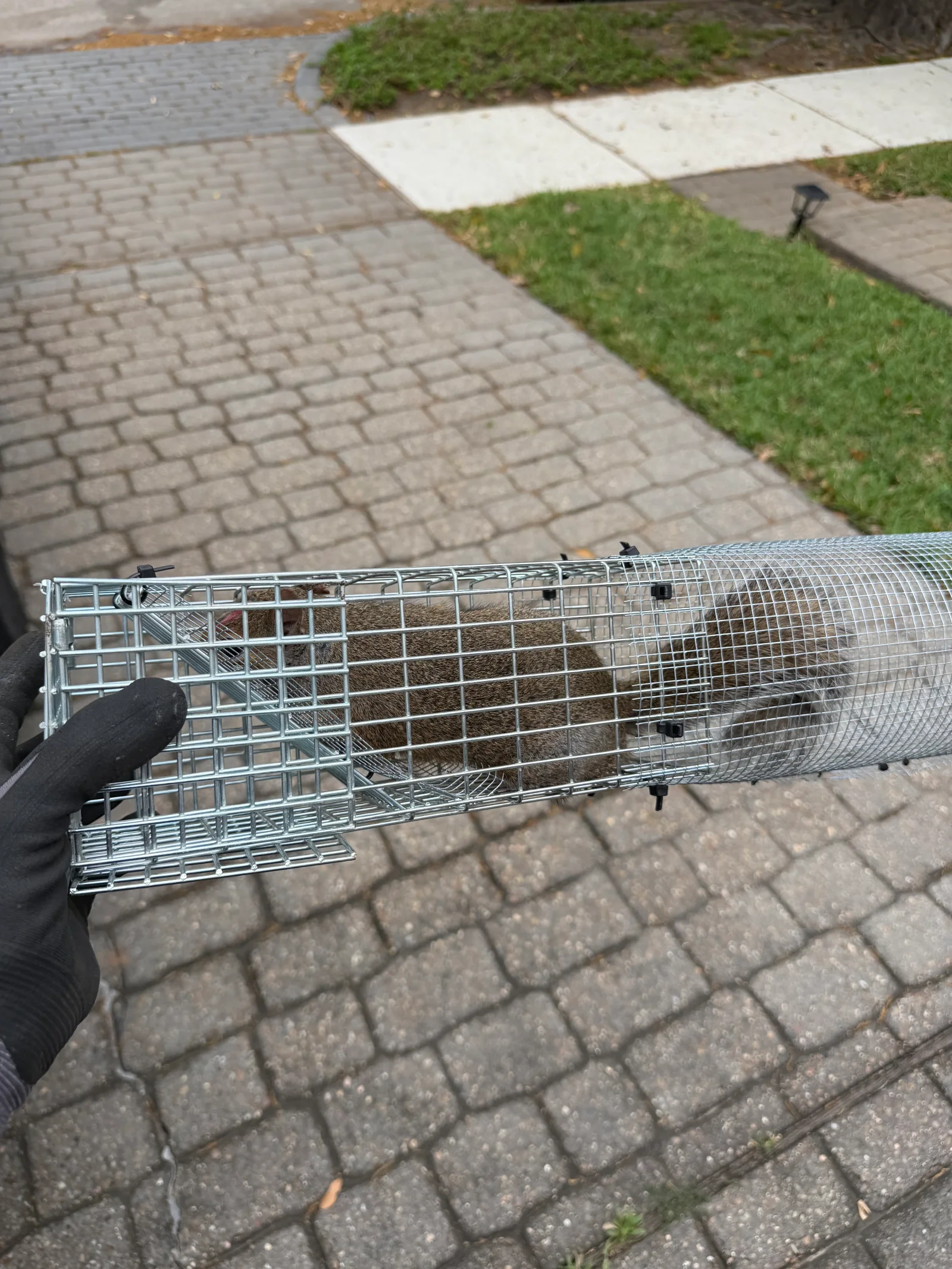 Galvanized steel live-catch rodent trap with one-way door mechanism on paver driveway