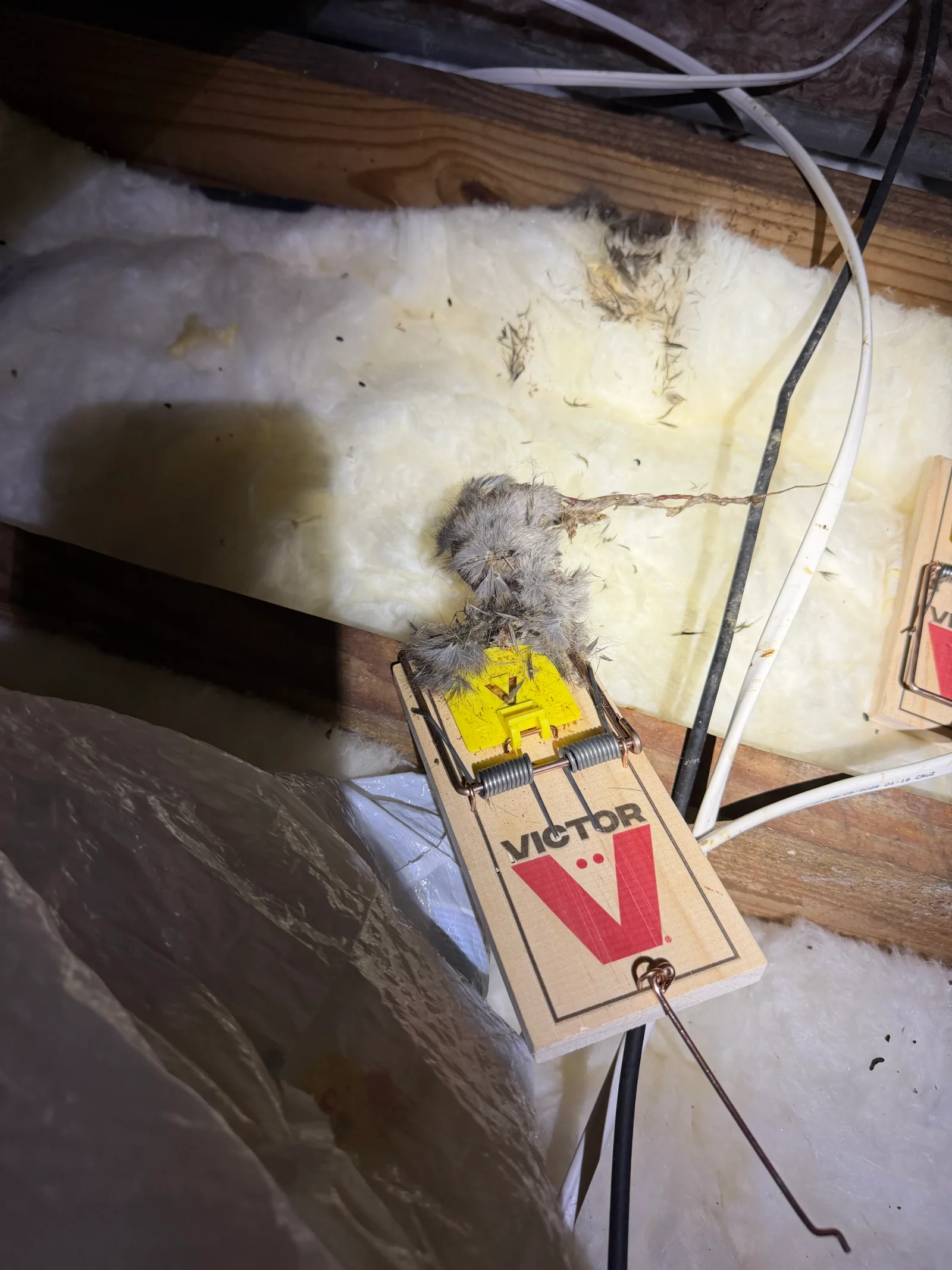 Victor snap trap with caught rodent in attic with fiberglass insulation and wooden framing