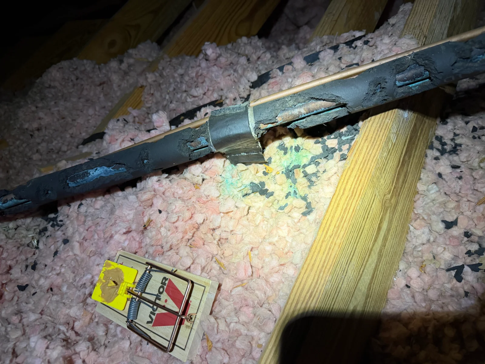 Attic rodent removal with pink insulation, metal exclusion flashing, wooden framing, and monitoring trap