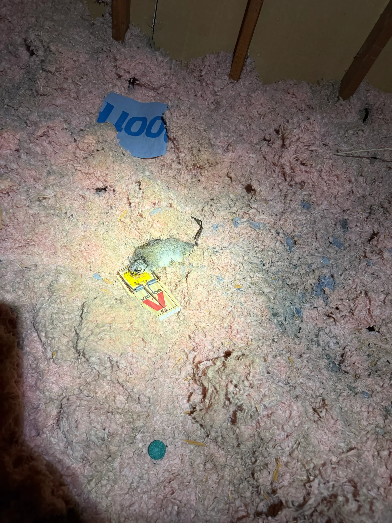 Attic insulation with rodent droppings, snap traps, and activity markers on pink fiberglass