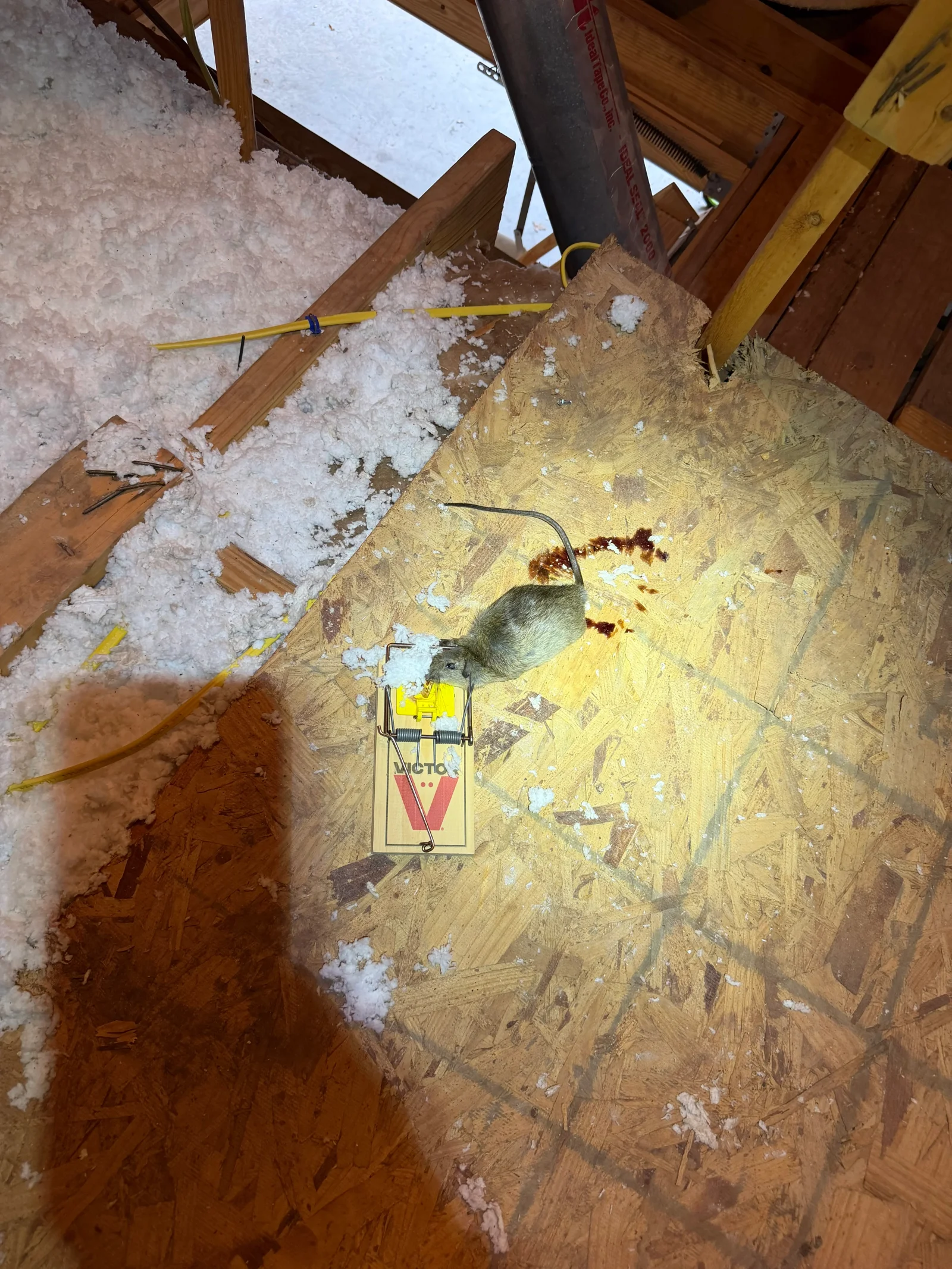 Snap trap with captured rodent on OSB attic floor with droppings and insulation debris