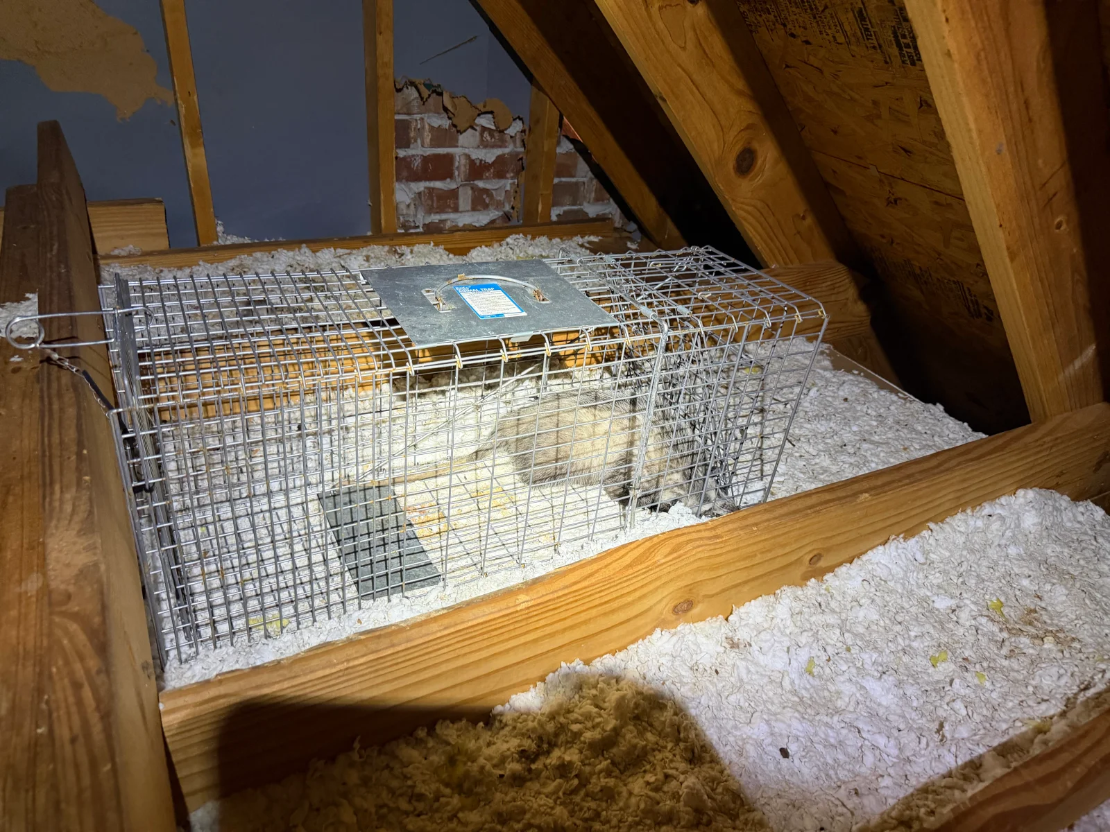 Wire mesh live traps with bedding material installed in attic space between wooden beams